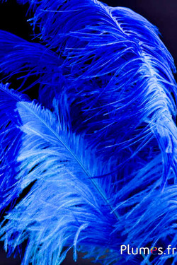 Autruche premium - 50-60 cm - turquoise-bleu